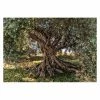 Deals 🎉 Wall Murals Komar Olive Tree Wall Mural 🎉 -Wallpaper Sales Store masterBREW1078