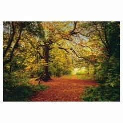 Best reviews of 😀 Wall Murals Brewster Autumn Forest Wall Mural 🔔