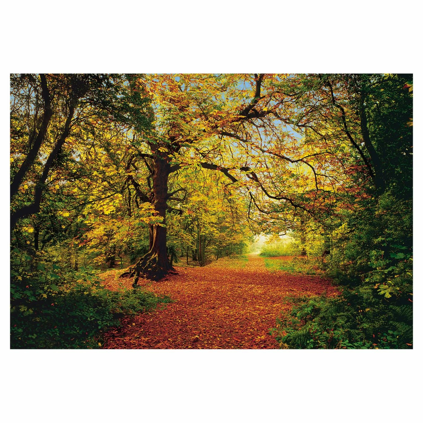 Best reviews of π Wall Murals Brewster Autumn Forest Wall Mural π 3 Best reviews of π Wall Murals Brewster Autumn Forest Wall Mural π