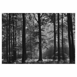 Brand new 🎁 Wall Murals Brewster Avalon Wall Mural ✔️