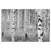 Flash Sale ✔️ Wall Murals Brewster Birch Forest Wall Mural ⭐ -Wallpaper Sales Store masterBREW825