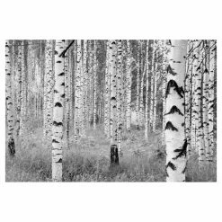 Flash Sale ✔️ Wall Murals Brewster Birch Forest Wall Mural ⭐
